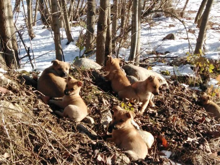 Otto cuccioli abbandonati vicino al torrente Pesio a Pianfei, il sindaco: "Li abbiamo salvati. Cercano una casa" Otto cuccioli abbandonati vicino al torrente Pesio a Pianfei, il sindaco: "Li abbiamo salvati. Cercano una casa"