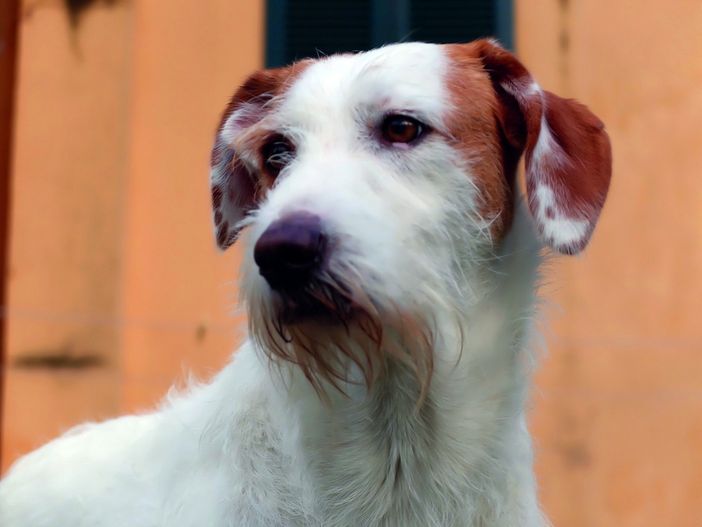 Denuncia dei redditi, Varrone (Cia Cuneo): "Compilazione del modello 730 gratuita per chi adotta un cane o un gatto" Denuncia dei redditi, Varrone (Cia Cuneo): "Compilazione del modello 730 gratuita per chi adotta un cane o un gatto"