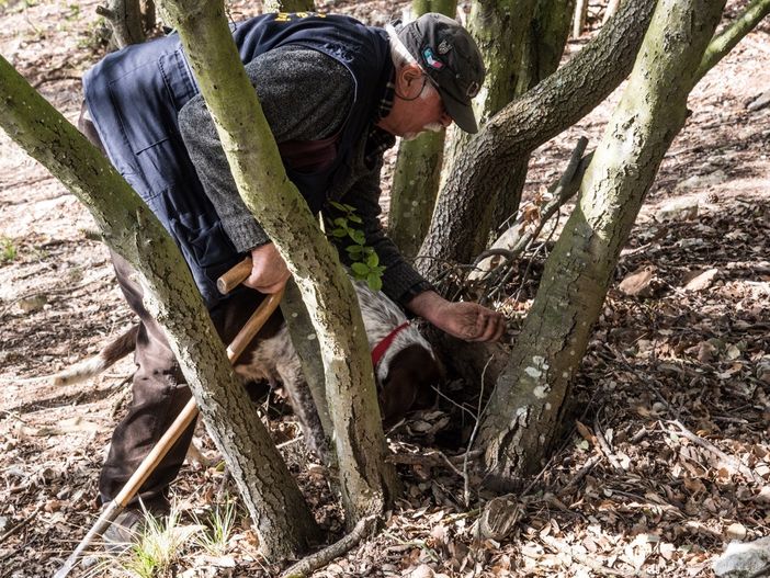 Cerca e cavatura del tartufo: esultano anche i "trifolao" della Valle Bormida