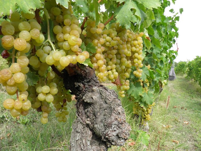 Conterno (Cia Cuneo): "Su dazi e 'superi' al 20 per cento si sta scherzando col fuoco. Il primo fronte è quello del Moscato" Conterno (Cia Cuneo): "Su dazi e 'superi' al 20 per cento si sta scherzando col fuoco. Il primo fronte è quello del Moscato"
