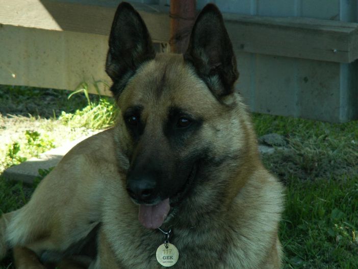 Soccorso alpino Guardia di Finanza: esercitazione in macerie delle unità cinofile di Piemonte e Valle d'Aosta