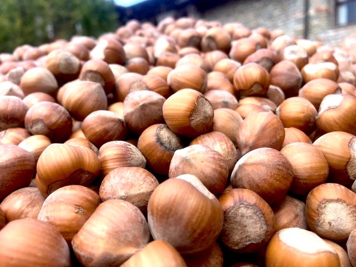Meteo e cascola: giorni decisivi per la nocciola Piemonte Igp