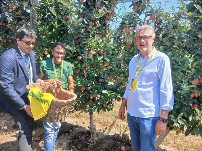 La raccolta della prima mela, con i vertici Coldiretti nell'azienda di Saluzzo di Mauro Rolando