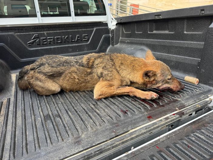 Recuperato dal Nucleo Faunistico Ambientale un giovane lupo investito a Cuneo