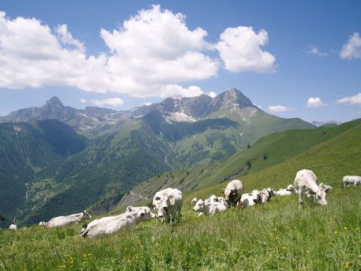 Dalla Regione Piemonte 4milioni per la viabilità silvo-pastorale Dalla Regione Piemonte 4milioni per la viabilità silvo-pastorale