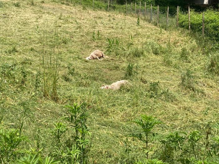 Venticinque pecore di razza sambucana uccise dai lupi a Mondovì