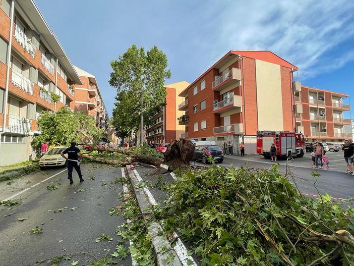 Il platano crollato al suolo in via Dario Scaglione Il platano crollato al suolo in via Dario Scaglione