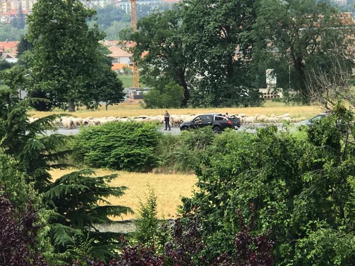 Cuneo, rallentamenti al traffico sulla "Bovesana" per il passaggio di un gregge di pecore (VIDEO)