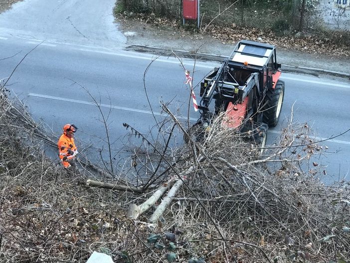 Cuneo, abbattimento per tredici piante con problemi di stabilità. Il Comune: "Verranno sostituite" Cuneo, abbattimento per tredici piante con problemi di stabilità. Il Comune: "Verranno sostituite"