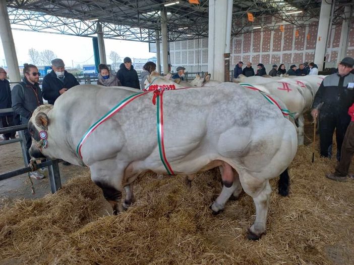 Cuneo, edizione numero 71 per  la Mostra Regionale Zootecnica di Quaresima