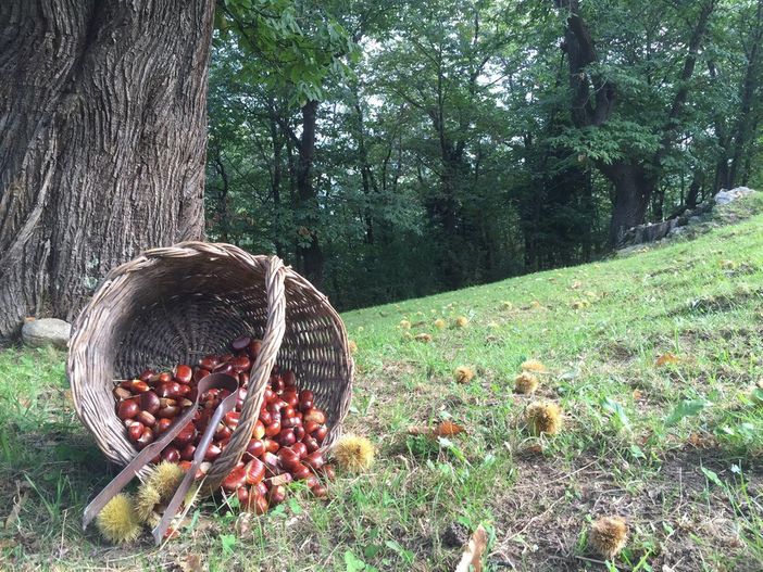 In 250 a Monastero di Vasco per parlare del castagno