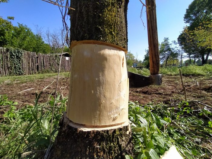 Cuneo: il Parco Fluviale pensa a contenere ed eradicare l'alianto