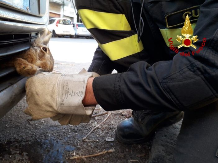 I Vigili del fuoco al lavoro per liberare la lepre dall'auto in via Silvio Pellico