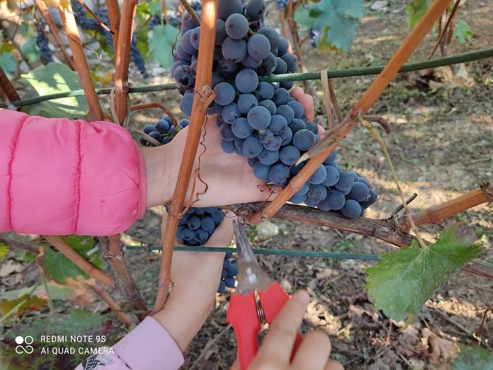 Dronero: organizzata la "Giornata dedicata alla vendemmia"