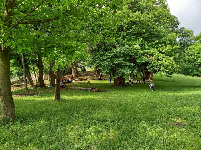 Un bosco di Dronero, immagine di repertorio Un bosco di Dronero, immagine di repertorio