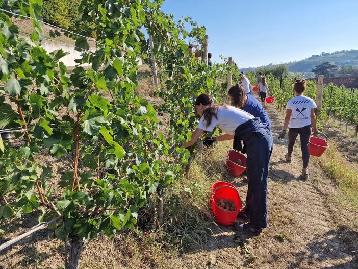 Gli studenti delle quinte e seste al lavoro nei vigneti dello storico istituto albese (Facebook)