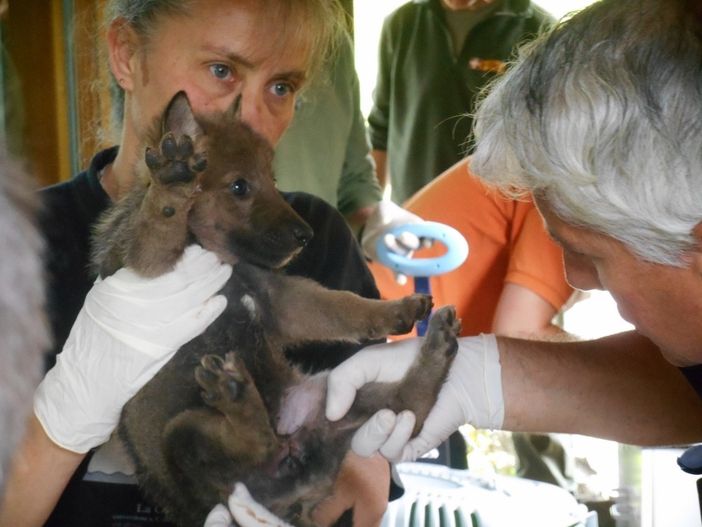Sono in ottima salute i sei cuccioli di lupo nati al centro “Uomini e lupi” di Entracque (guarda la gallery)