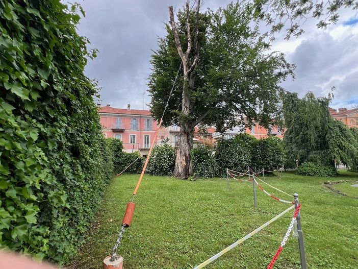 Il Comune di Cuneo risponde al presidente della Pro Dronero: "Il faggio dei giardini Fresia è da abbattere"