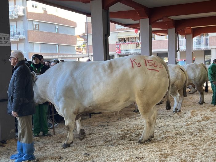 Tutti gli allevatori premiati alla 113ª Fiera Internazionale  del Bue Grasso di Carrù [FOTO E VIDEO]