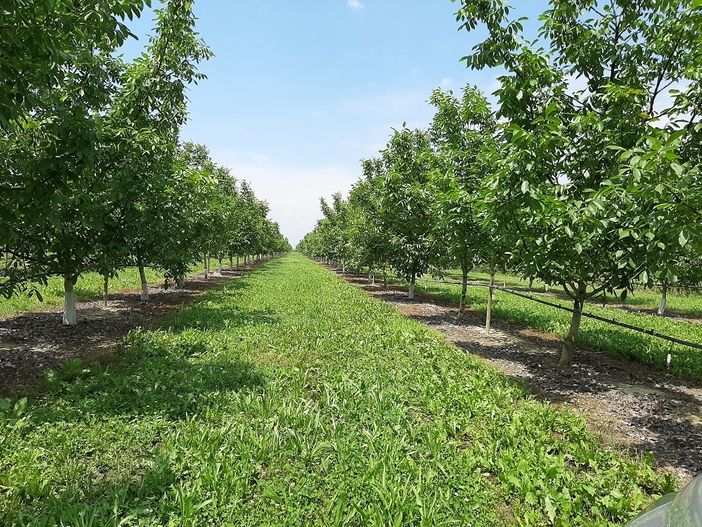 Coltivare il futuro. Agricoltura, scienze e tecnologie” al centro di un incontro con il Comizio Agrario di Mondovì Coltivare il futuro. Agricoltura, scienze e tecnologie” al centro di un incontro con il Comizio Agrario di Mondovì