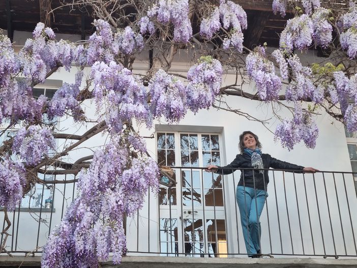 Cascata di glicini in via Medicità, a Bra Cascata di glicini in via Medicità, a Bra