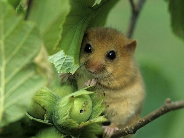 La Provincia si attrezza per limitare i danni del ghiro: via libera al piano di controllo 2020-2021