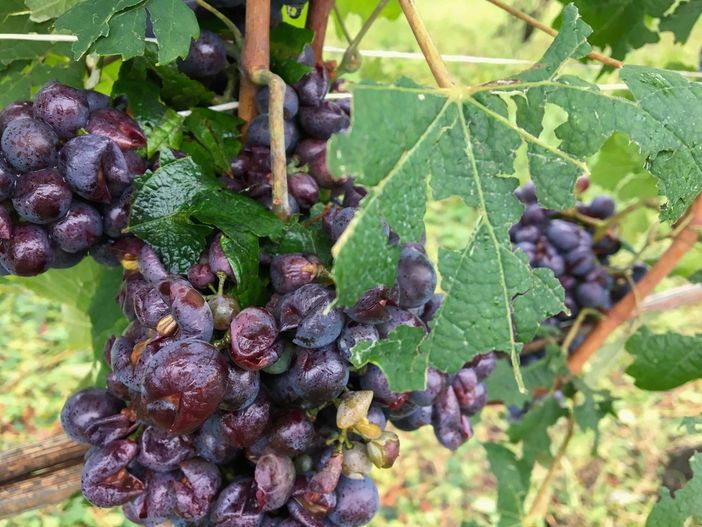 Grandine a Diano d'Alba