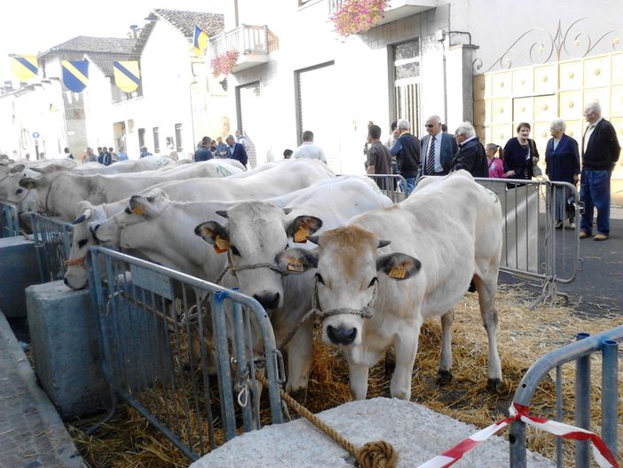 Caramagna Piemonte: Palio della Robiola Osella Caramagna Piemonte: Palio della Robiola Osella