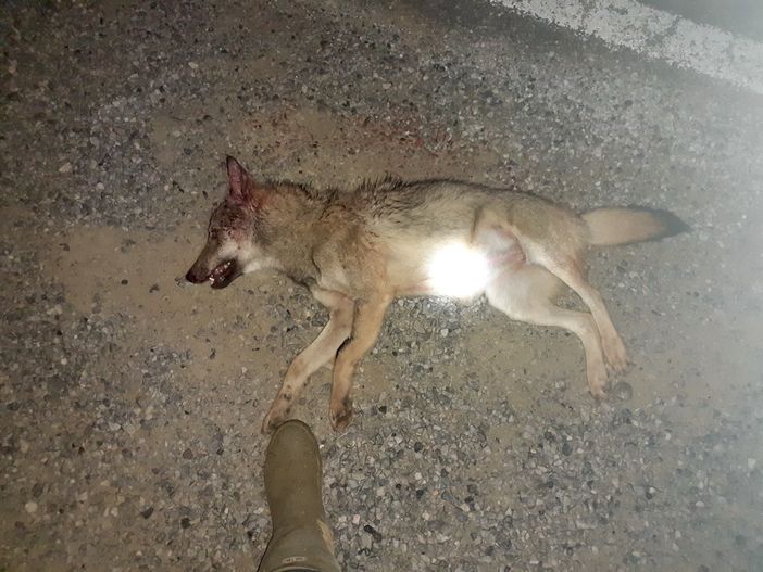 Il corpo del cucciolo investito lungo la Provinciale 10 a Sommariva Perno