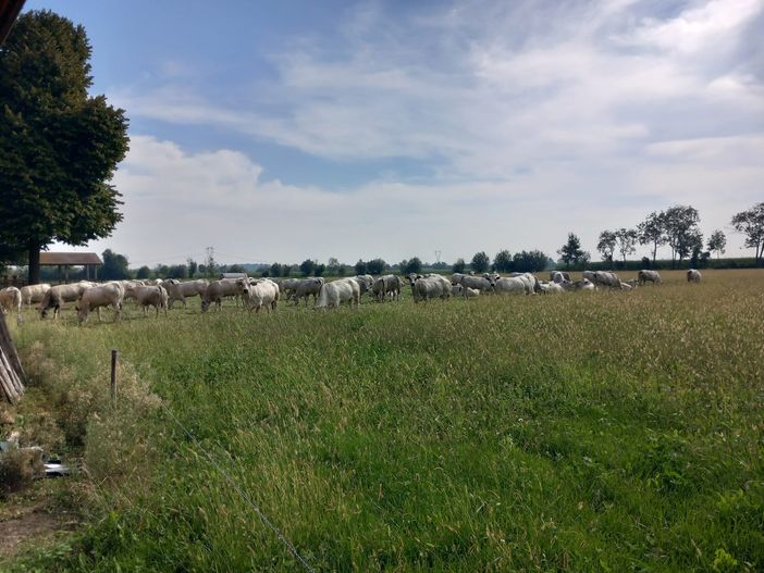 Razza Piemontese, consumi e strategie di mercato: a "Meating" l’analisi di Compral Carne