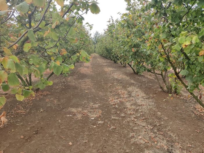 Roero: tempo di nocciole e vendemmie