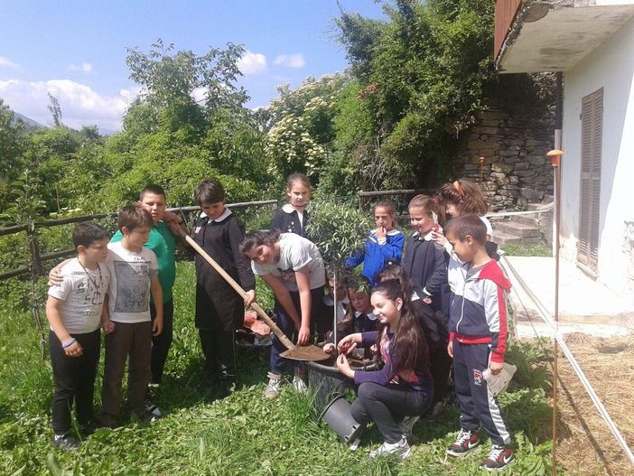 Dalla Liguria alla scuola di Montaldo: il viaggio di un olivo "Cuvato"