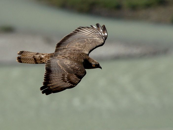 Migrazioni del falco picchiaiolo verso l'Africa: osservazioni organizzate con il Parco del Monviso