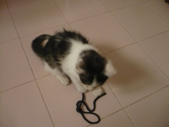 Smarrita gattina a Fossano