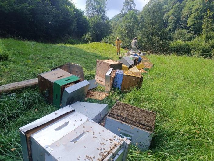 Raid notturno, distrutti gli alveari di Stefano Cugno, giovane apicoltore saviglianese