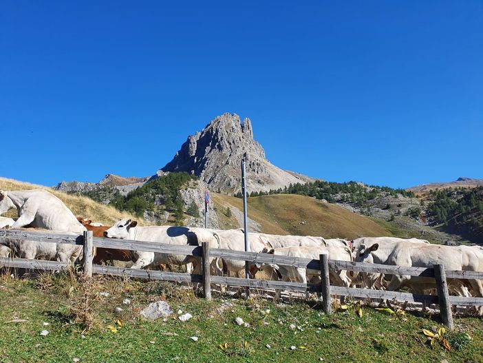 La Regione approva la legge su alpeggi e transumanza