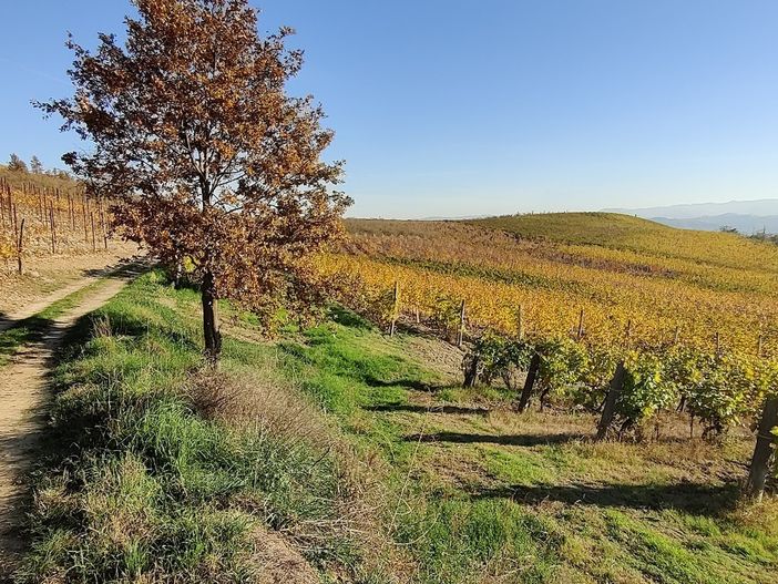 A Guarene si presenta il 18° numero di Roero Terra Ritrovata A Guarene si presenta il 18° numero di Roero Terra Ritrovata