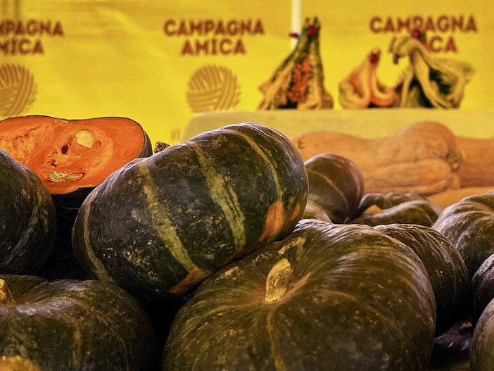 Halloween in tavola, Coldiretti Cuneo: 15 milioni di zucche importate, sicurezza alimentare a rischio Halloween in tavola, Coldiretti Cuneo: 15 milioni di zucche importate, sicurezza alimentare a rischio