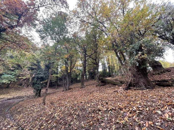 Il bosco della Nova Il bosco della Nova