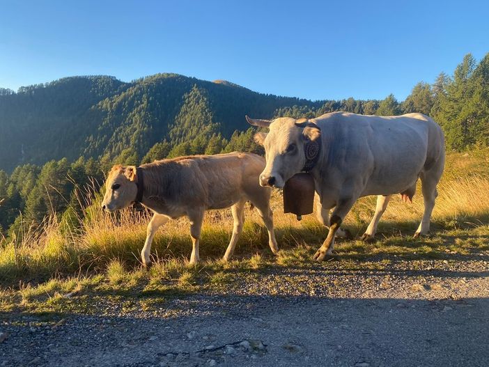 Il problema della "Blue Tongue" e i sacrifici per raggiungere gli alpeggi francesi