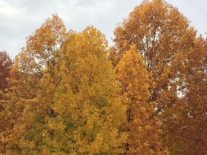 Lavori in corso sulle alberature e sul verde cittadino di Alba