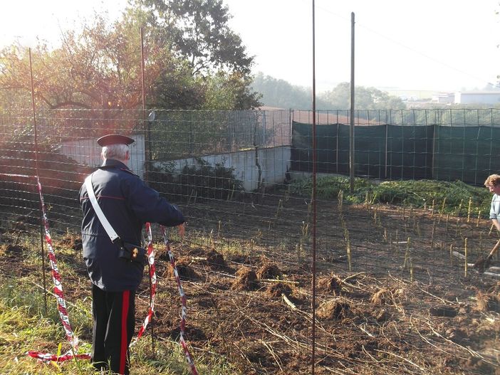 Ceresole d’Alba, 270 metri quadrati di coltivazione di Cannabis: arrestato 41enne