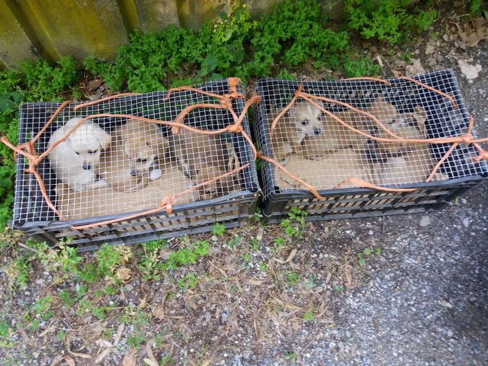 I sei cagnolini, chiusi in due cassette. Sono stati trovati così (foto Carlo Garavagno)
