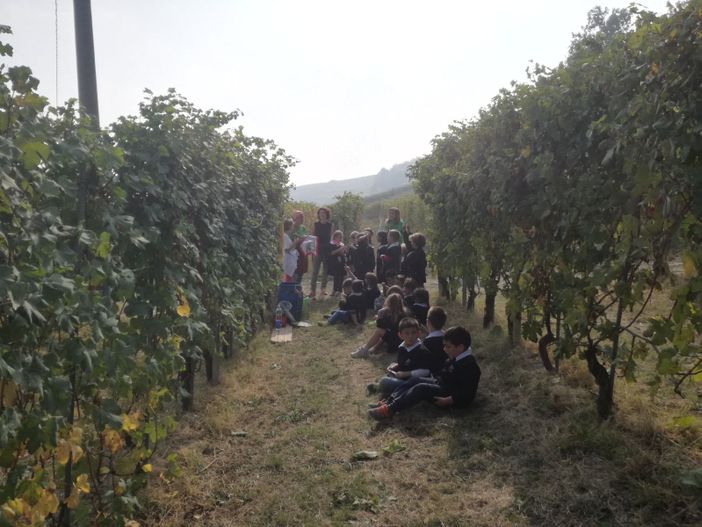 Castiglione Falletto: i bambini imparano a raccogliere l'uva e fare il vino Castiglione Falletto: i bambini imparano a raccogliere l'uva e fare il vino