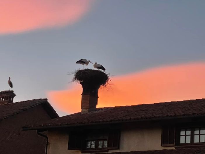 A Racconigi lo spettacolo di gru e pavoncelle al tramonto A Racconigi lo spettacolo di gru e pavoncelle al tramonto