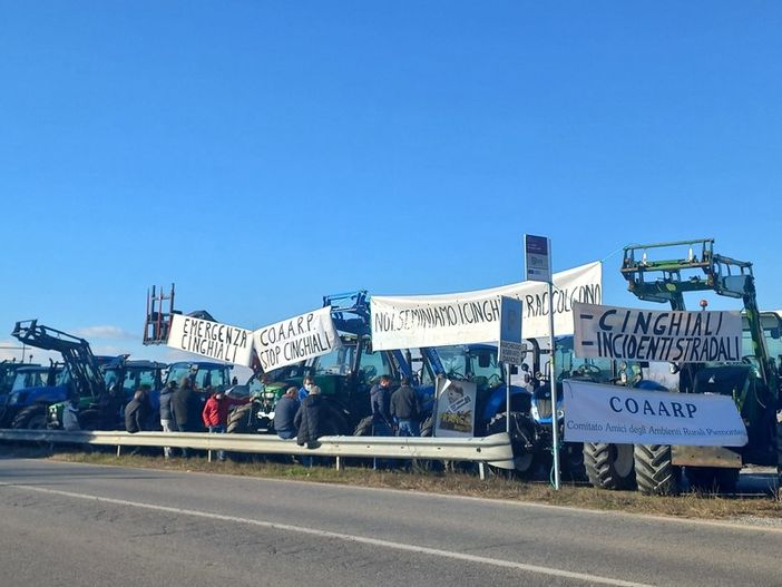 Emergenza cinghiali, a un anno dalla petizione il CoAARP tuona: "Silenzio assordante dalle istituzioni" Emergenza cinghiali, a un anno dalla petizione il CoAARP tuona: "Silenzio assordante dalle istituzioni"