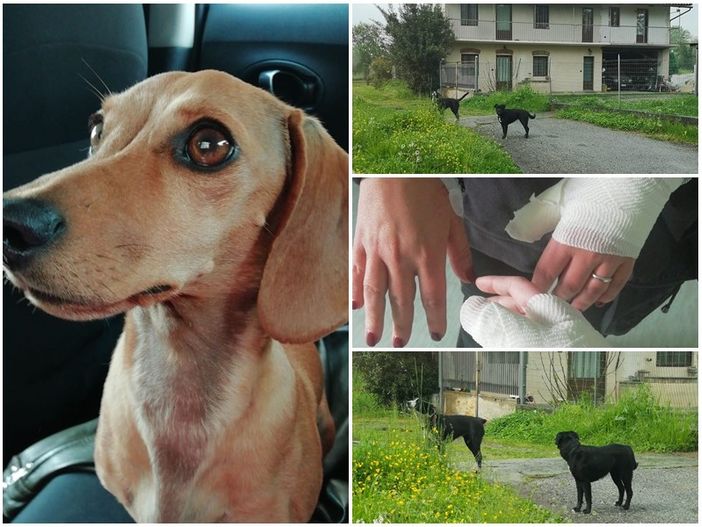 Nel collage la bassottina Luna, le ferite riportate da mamma e figlia e i due cani che le hanno aggredite