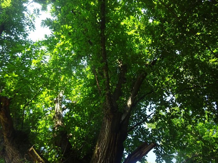 “Bra o degli alberi. E se fossero la nostra salvezza?”: se ne parla all’Associazione Il Fondaco con l’autrice Serena Fumero