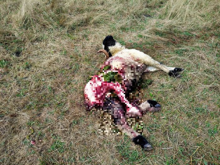 Due montoni uccisi e sbranati da un lupo nel Parco Fluviale di Cuneo Due montoni uccisi e sbranati da un lupo nel Parco Fluviale di Cuneo