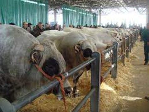 Cuneo, ritorno alla normalità al mercato del bestiame del mercato ingrosso alimentare